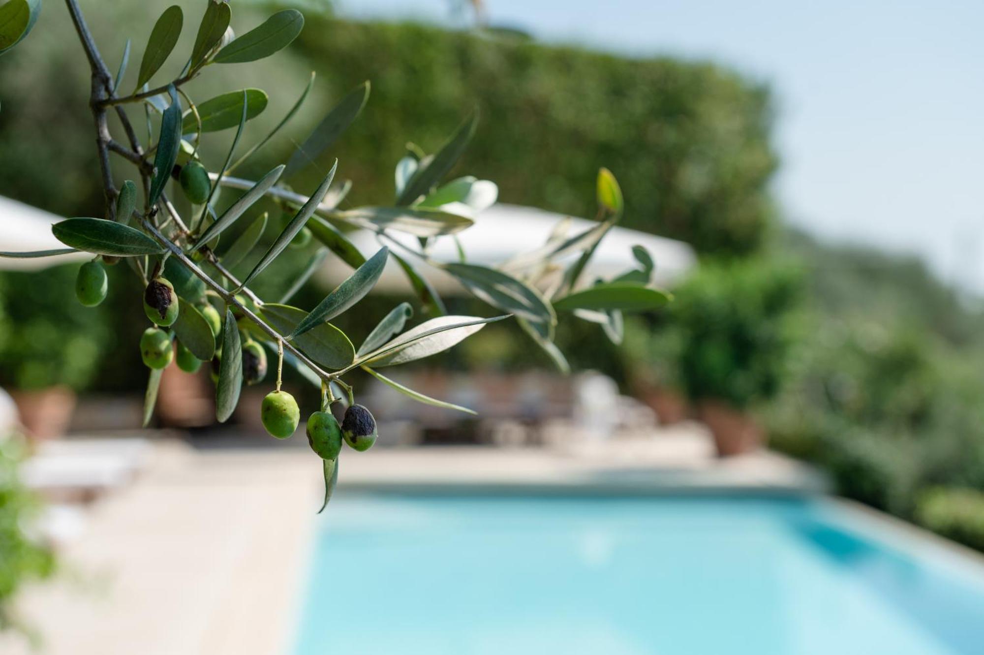 Villa Eden Forte Dei Marmi With Private Infinity Pool Santa Lucia  Exterior photo